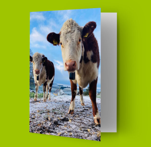 Vetlife Christmas cards (pack of 9) - Image 2