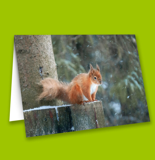 Vetlife Christmas cards (pack of 9) - Image 4