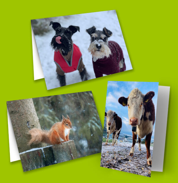Vetlife Christmas cards (pack of 9)